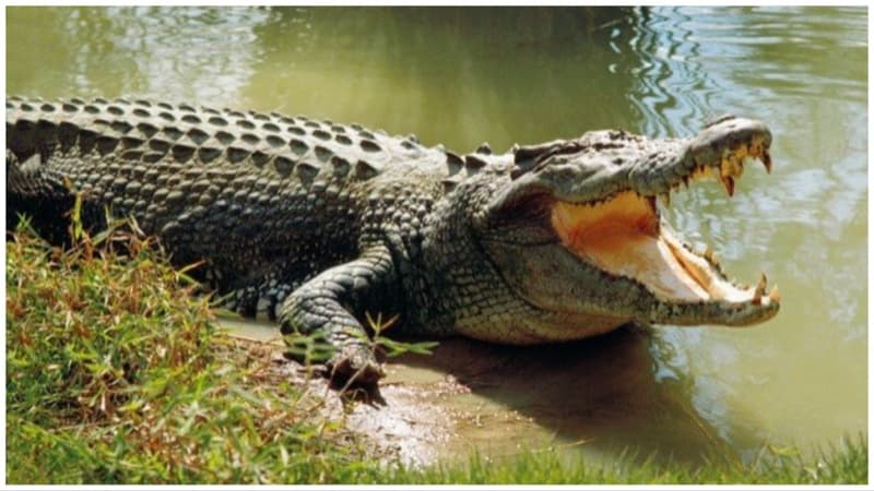 Conserving endangered marsh crocodiles in Sundarbans