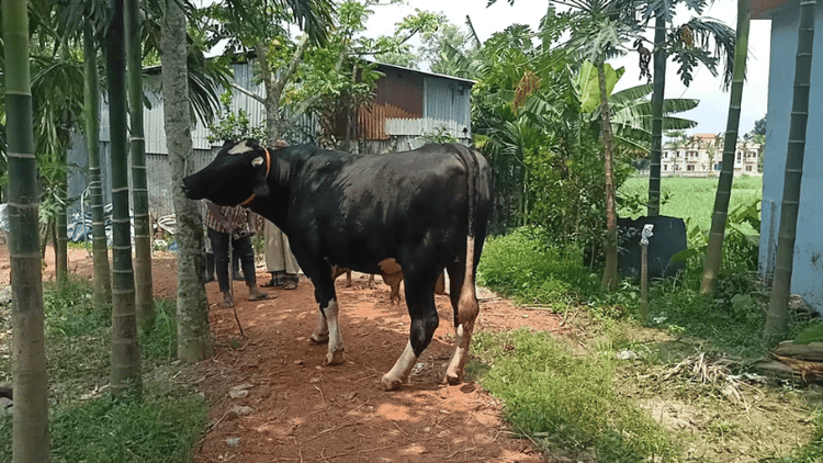 Holy Qurbani begins nationwide after Eid prayers