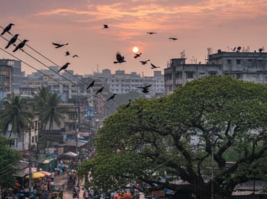 Decreased population of crows signaling warning from nature