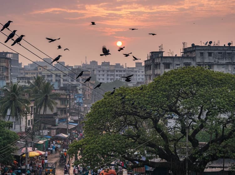 Decreased population of crows signaling warning from nature