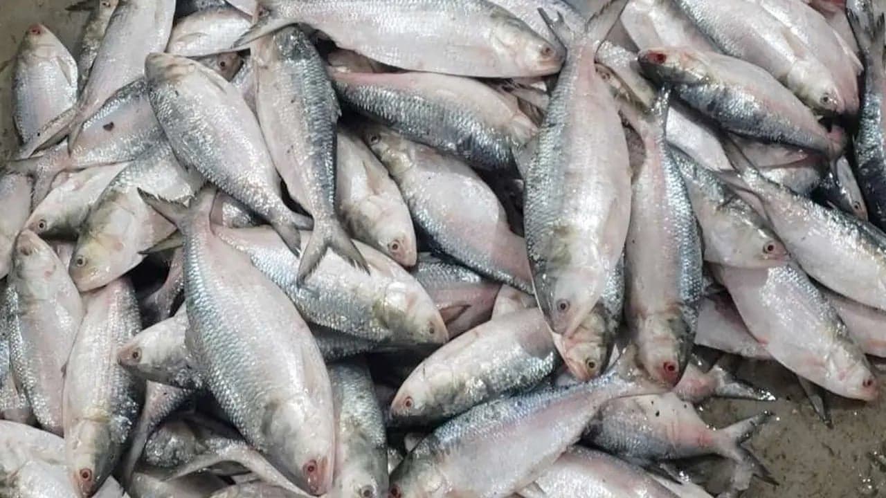 Hilsa import from India stopped due to cancellation of no-objection certificates