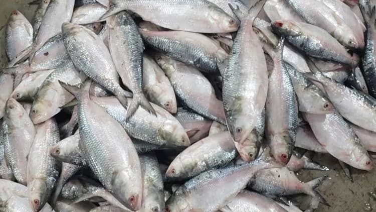 Hilsa import from India stopped due to cancellation of no-objection certificates