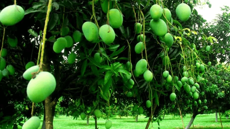 Rajshahi's mango harvesting schedule for 2026 released