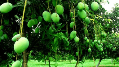 Rajshahi's mango harvesting schedule for 2026 released