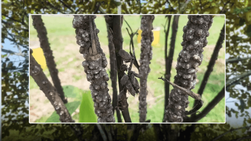 বাংলাদেশে লাক্ষা রপ্তানি কমায় ক্ষতির মুখে পশ্চিমবঙ্গের ব্যবসায়ীরা